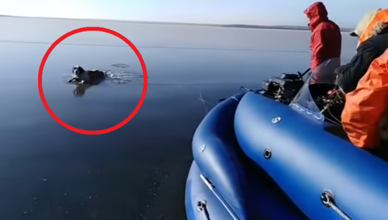 Rescatan a un perro de un lago congelado en Rusia