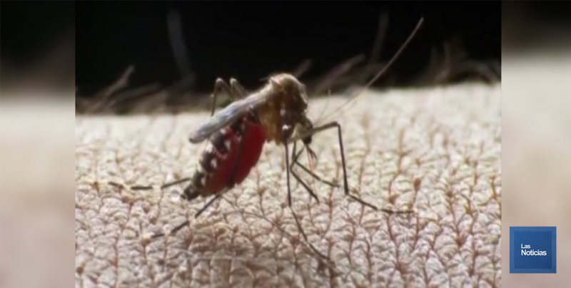 En Cajeme, el Seguro Social pide a ciudadanía que se cuide con picaduras de moscos