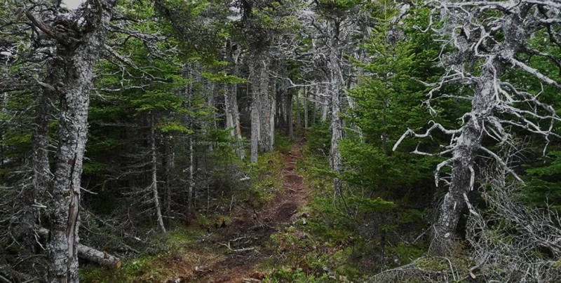 #VIRAL Conoce el bosque canadiense que respira