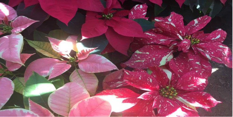 Ambiente navideño, llegaron las flores de nochebuena | Sinaloa | Noticias |  TVP 