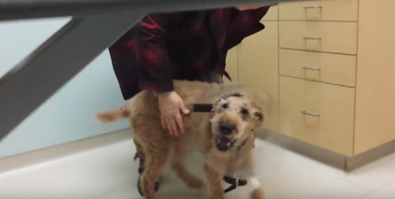 Así reacciona un perro al ver de nuevo a sus dueños tras ser operado