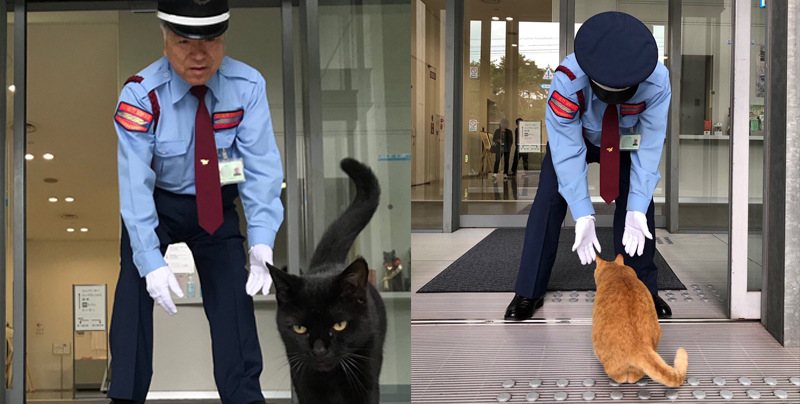 Estos gatos han pasado 2 años intentando entrar a un museo de Japón
