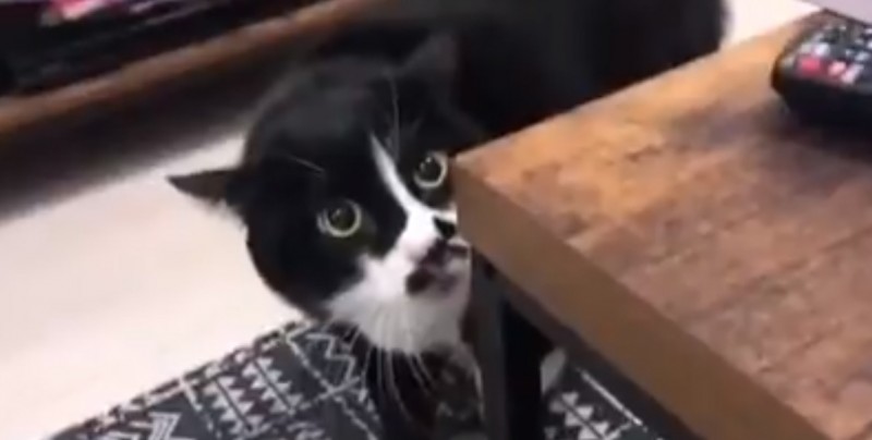 #Video Este gato entona desgarrados cánticos georgianos