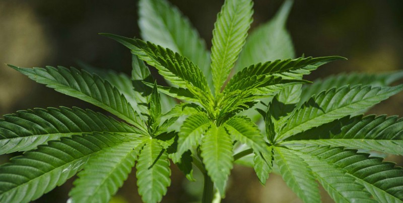COFEPRIS libera primer paquete de productos con Cannabis
