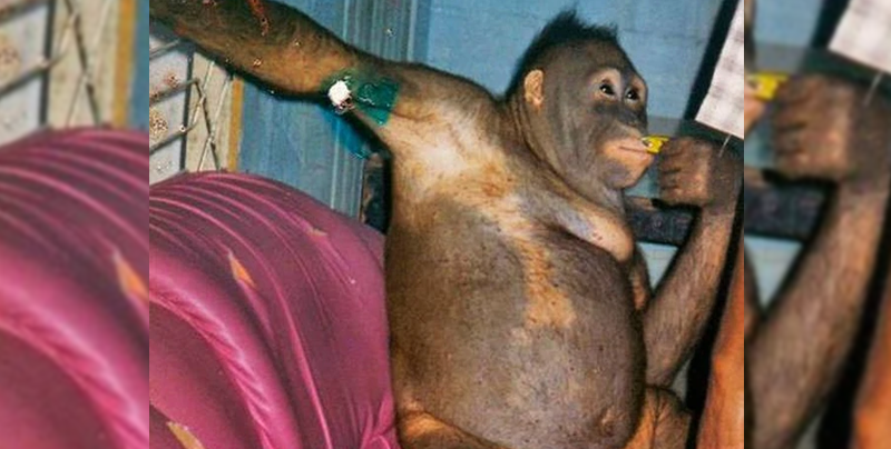 Maquillaban y prostituían a orangután en un burdel de Indonesia