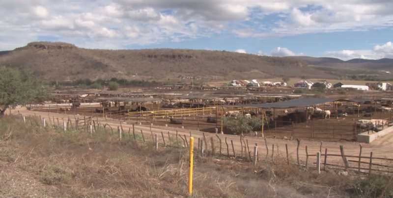Reforzarán acciones para el combate a la brucelosis y tuberculosis bovina