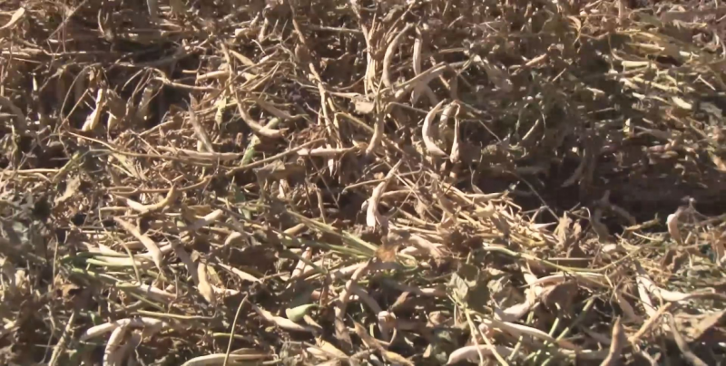 Plantean productores un esquema de venta de frijol y garbanzo sin "coyotes"
