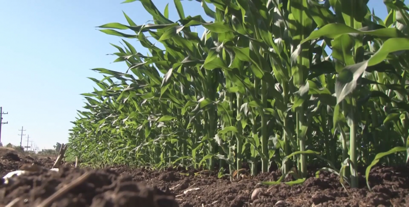 CESAVESIN presenta avances de siembra del presente ciclo agrícola
