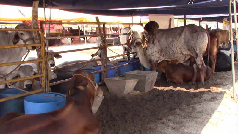 Se capacitan ganaderos en manejo sanitario de ganado