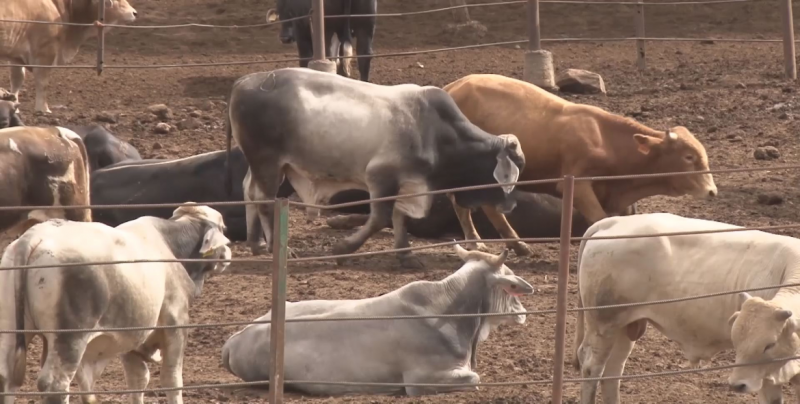 Se realizan barridos en hatos ganaderos para cumplir con disposiciones de USDA