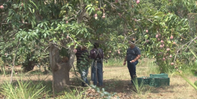 Conocerán daños en huertos de mango en la zona sur de Sinaloa hasta marzo o abril