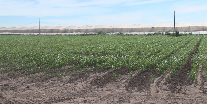 Sembradas en Sinaloa mas de 440 mil hectáreas de granos básicos