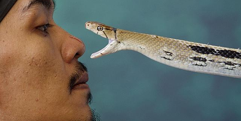Cobra real muerde a domador de serpientes