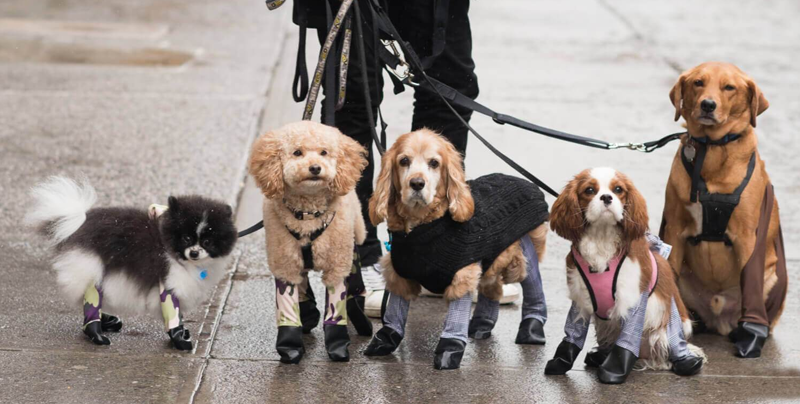 Walkee Paws: Los primeros leggins para perros