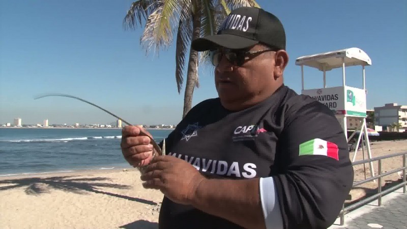 Alarmante el número de picaduras de Mantarrayas en Mazatlán