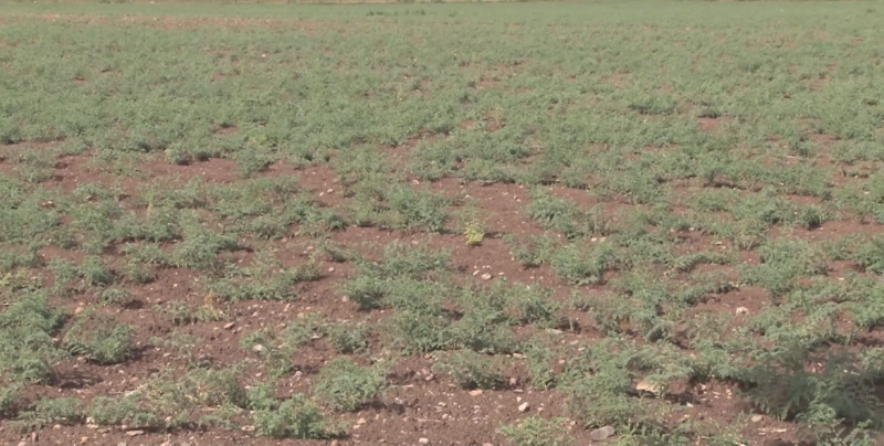 Necesario que México fortalezca a productores agrícolas ante competencia internacional