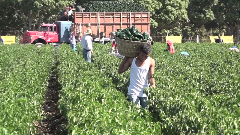 Caos agrícola viven los horticultores de Escuinapa