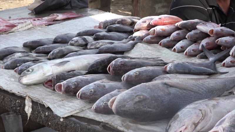 Esperan repunte en venta de pescados en Playa Norte