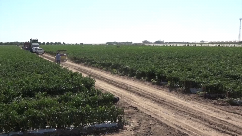 Agricultores deben protegerse contra heladas: AARP