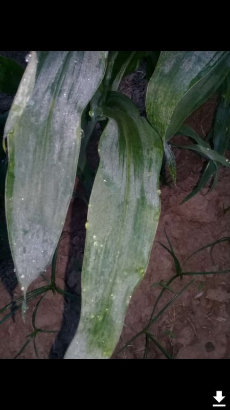 Se reportan daños en zonas agrícolas de Sinaloa a causa de las heladas