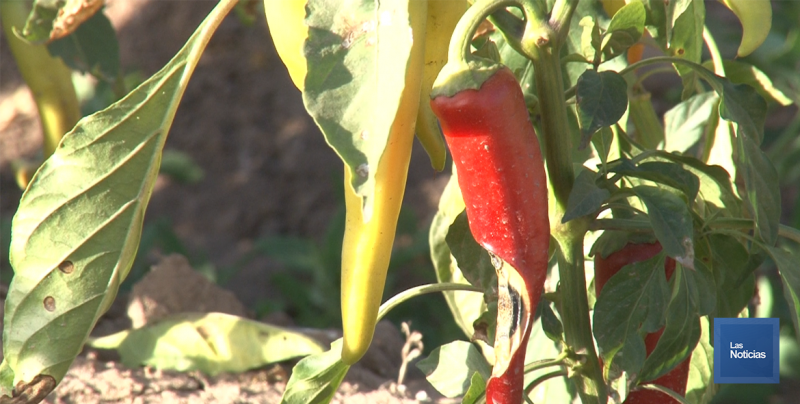 En el Valle del Yaqui piden a horticultores trabajar en siembra ante pronósticos de lluvias