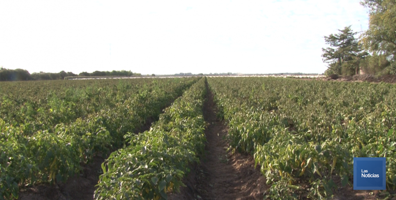 En Huatabampo, Horticultores aseguran que más de 800 hectáreas son las afectadas