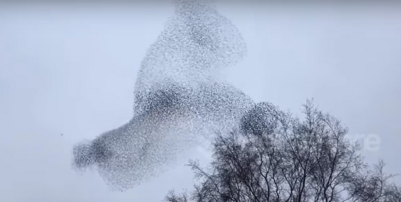 #Video Una bandada de pájaros forma la imagen de un conejo en el aire