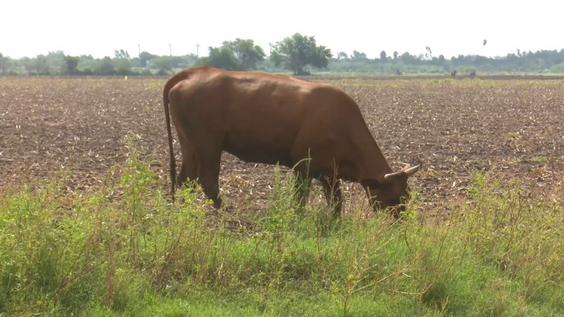 Más de 30 cabezas de ganado mueren en Ahome