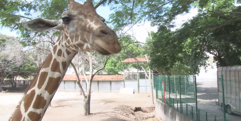 El Zoológico de Culiacán celebra su 60 aniversario