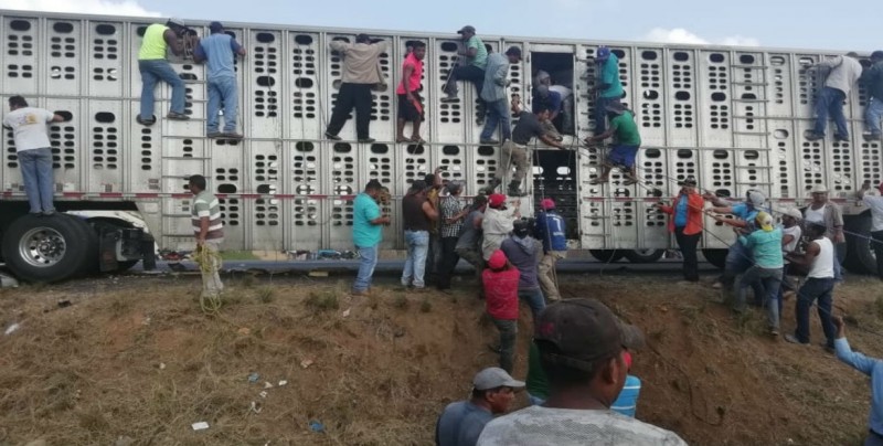 #Video Pobladores roban y sacrifican ganado en autopista