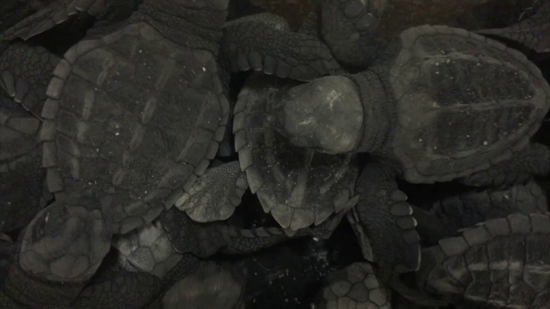 Se rompe récord de anidación de tortugas marinas en Mazatlán
