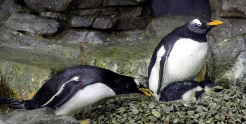Pingüinos gays se convierten en padres tras empollar huevo ajeno en Australia
