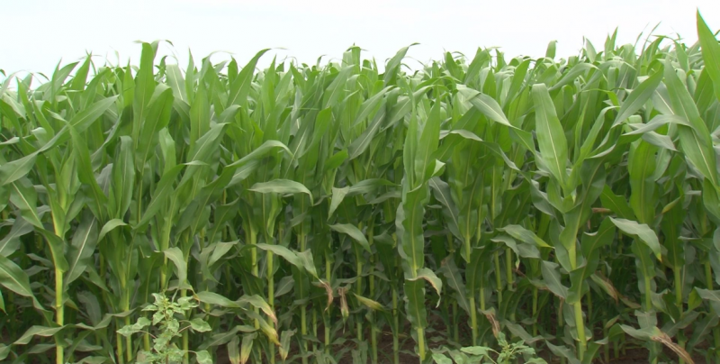 Cultivos de maíz, frijol y garbanzo rebasan la superficie programada