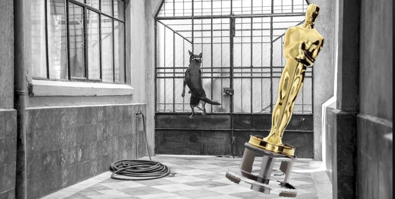 Internet pide que el perro ‘Borras’ tenga nominación a los Oscar