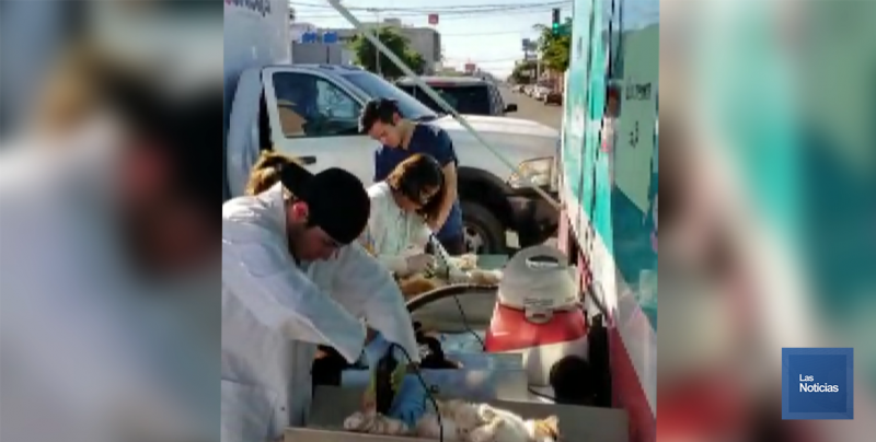 Realizan esterilizaciones a mascotas en Cajeme