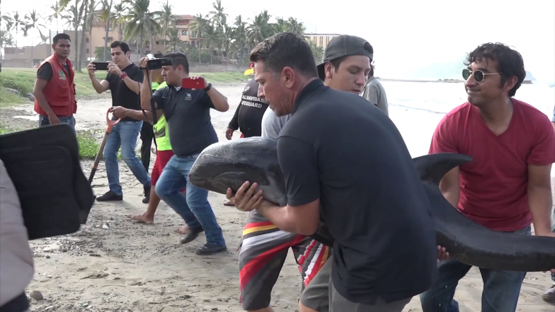 Muere "Esperanza" la cría de delfín en Acuario Mazatlán