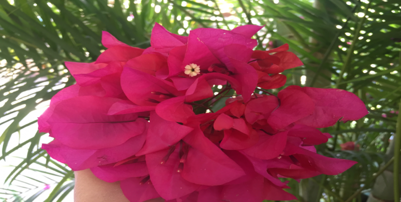 Flor bugambilia, hermosa y medicinal