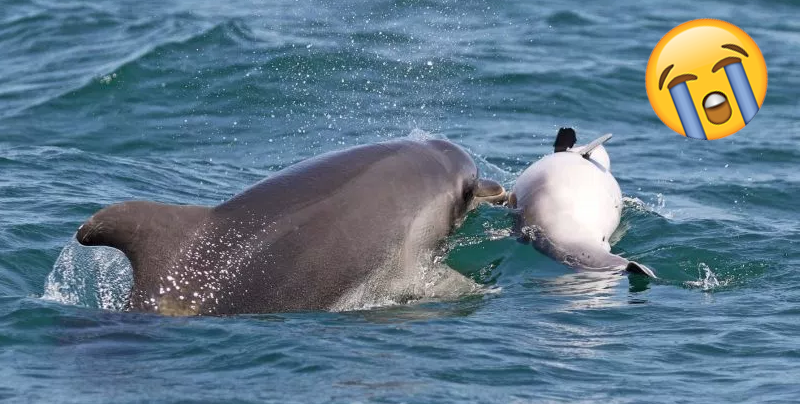 Mamá delfín carga a su cría muerta en su espalda por días