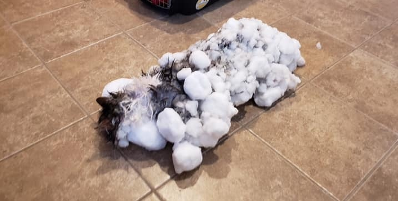 Un gato fue encontrado completamente congelado y ‘revivió’