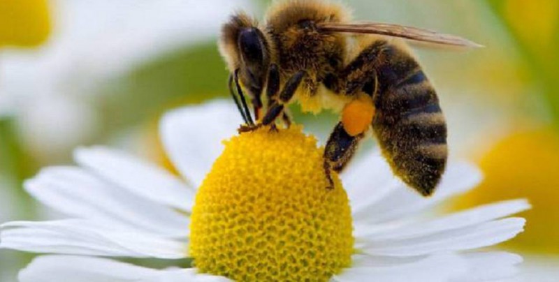 ¿Sabías que las abejas son capaces de sumar y restar?