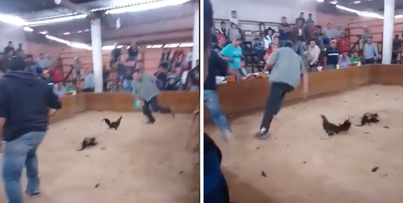 Gallo ‘picotea’ a su dueño durante pelea entre aves en México