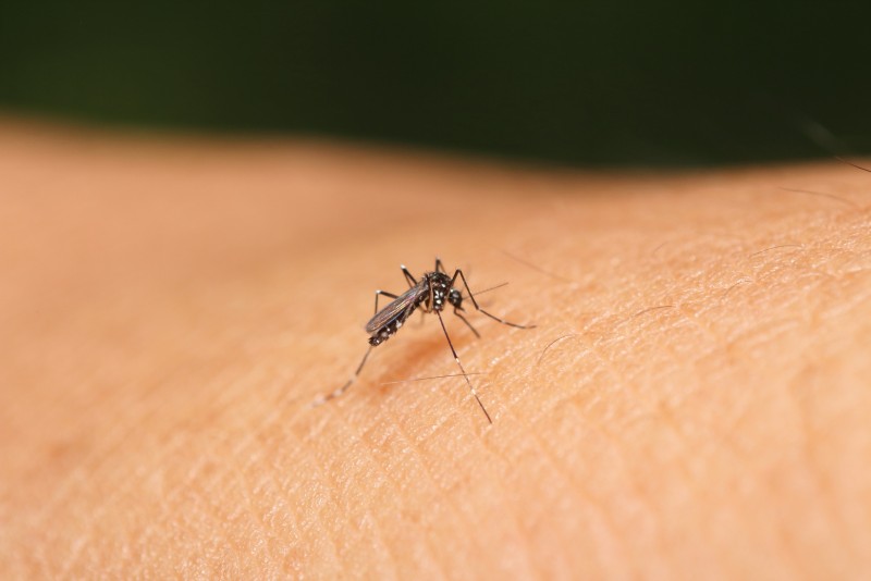 Realizarán operativo contra dengue previo al carnaval
