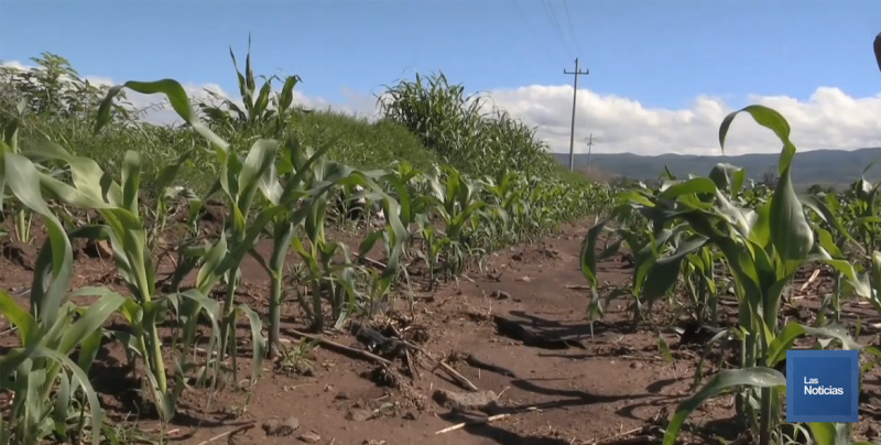 Productores agrícolas de Rosario reciben apoyos