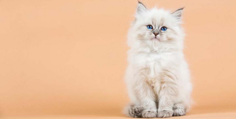 ¿Por qué se celebra hoy el Día Internacional del Gato?