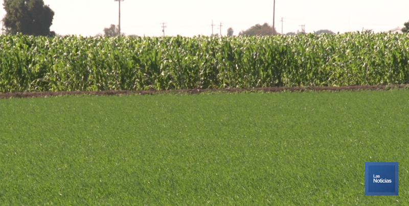 Preocupa a productores agrícolas limitaciones en los programas de apoyo