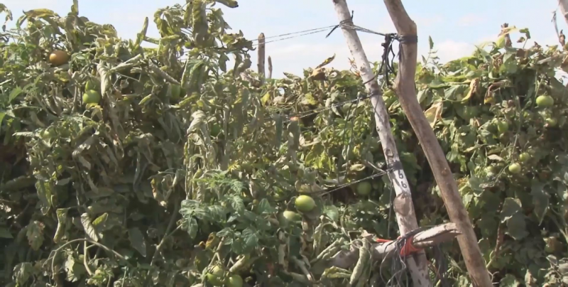 La negociación del tomate podría finalizar con los acuerdos de suspensión del dumping