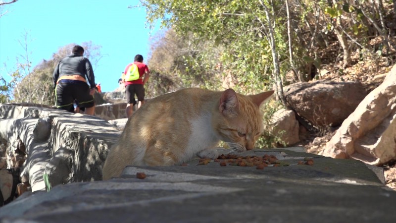 El vertedero de felinos en Mazatlán