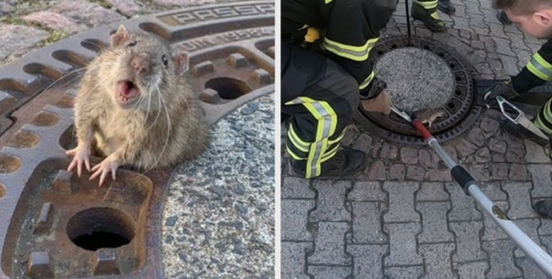 Salvan a una rata que se atoró en una alcantarilla por su sobrepeso