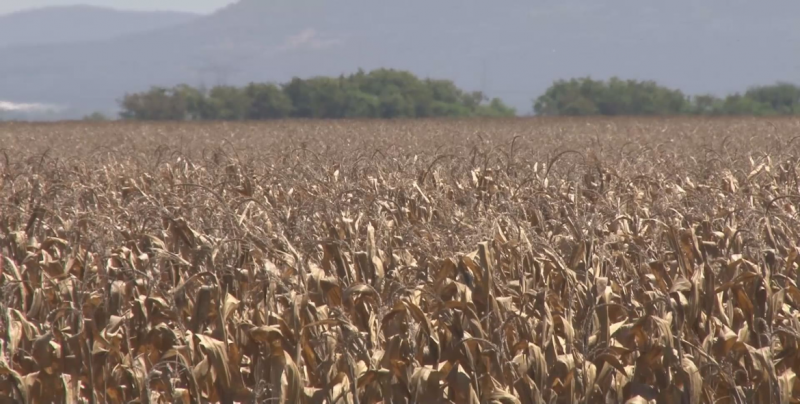 Productores agrícolas solicitan apoyo al Congreso para que interceda ante el Gobierno de AMLO