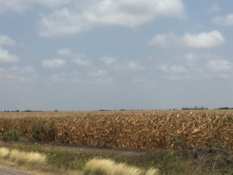 Gobernador de Sinaloa encabezará solicitud de productores agrícolas del norte y noroeste del país